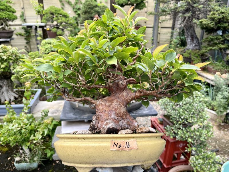 No.MK3716 Stewartia monadelpha - Bonsai Network Japan