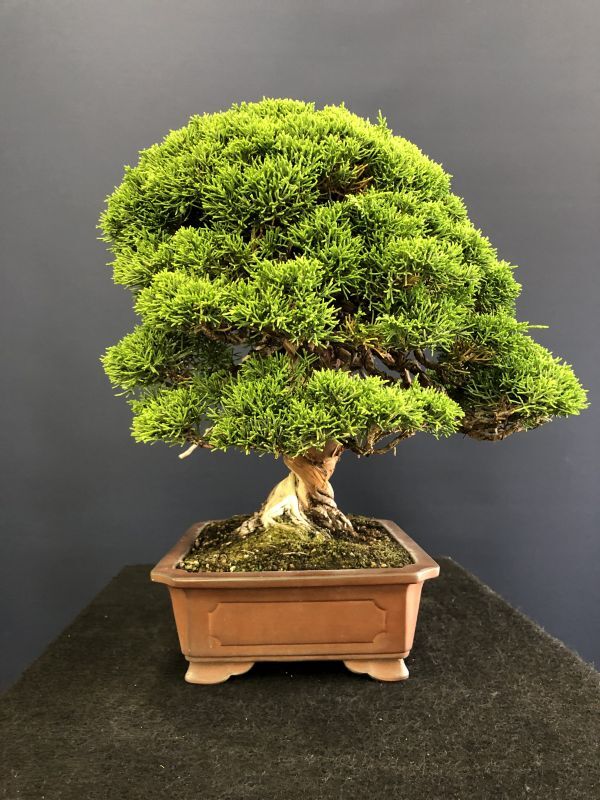 SHOP, Bonsai, Conifere, N028